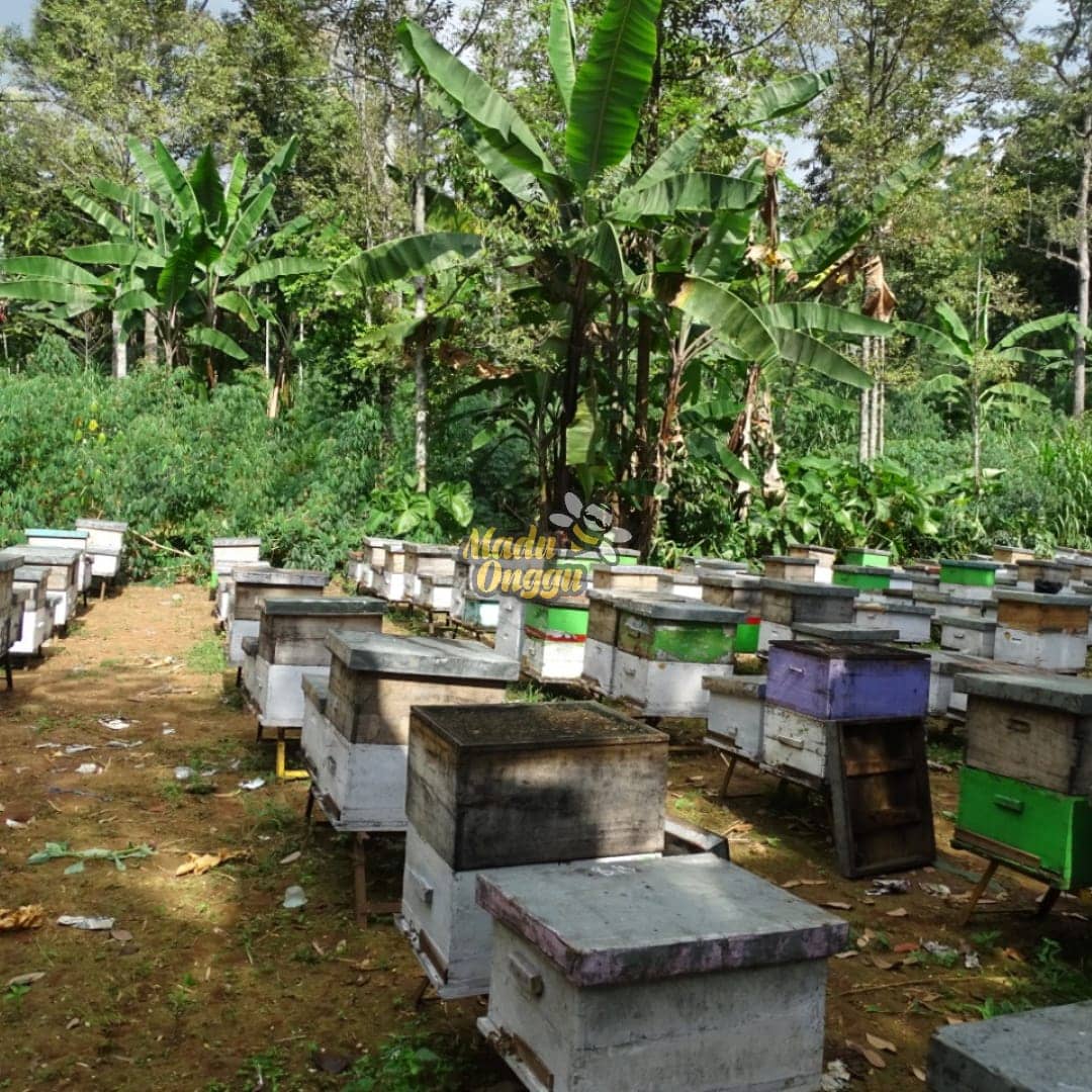 proses pemanenan mellifera di pasuruan