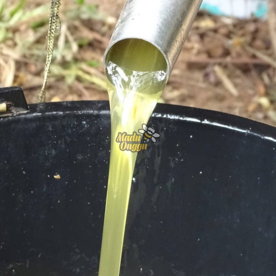 proses pemanenan mellifera di pasuruan