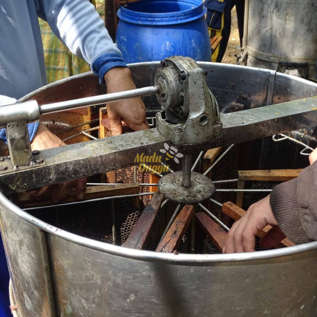 proses pemanenan mellifera di pasuruan