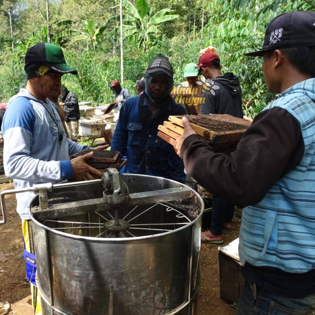 proses pemanenan mellifera di pasuruan