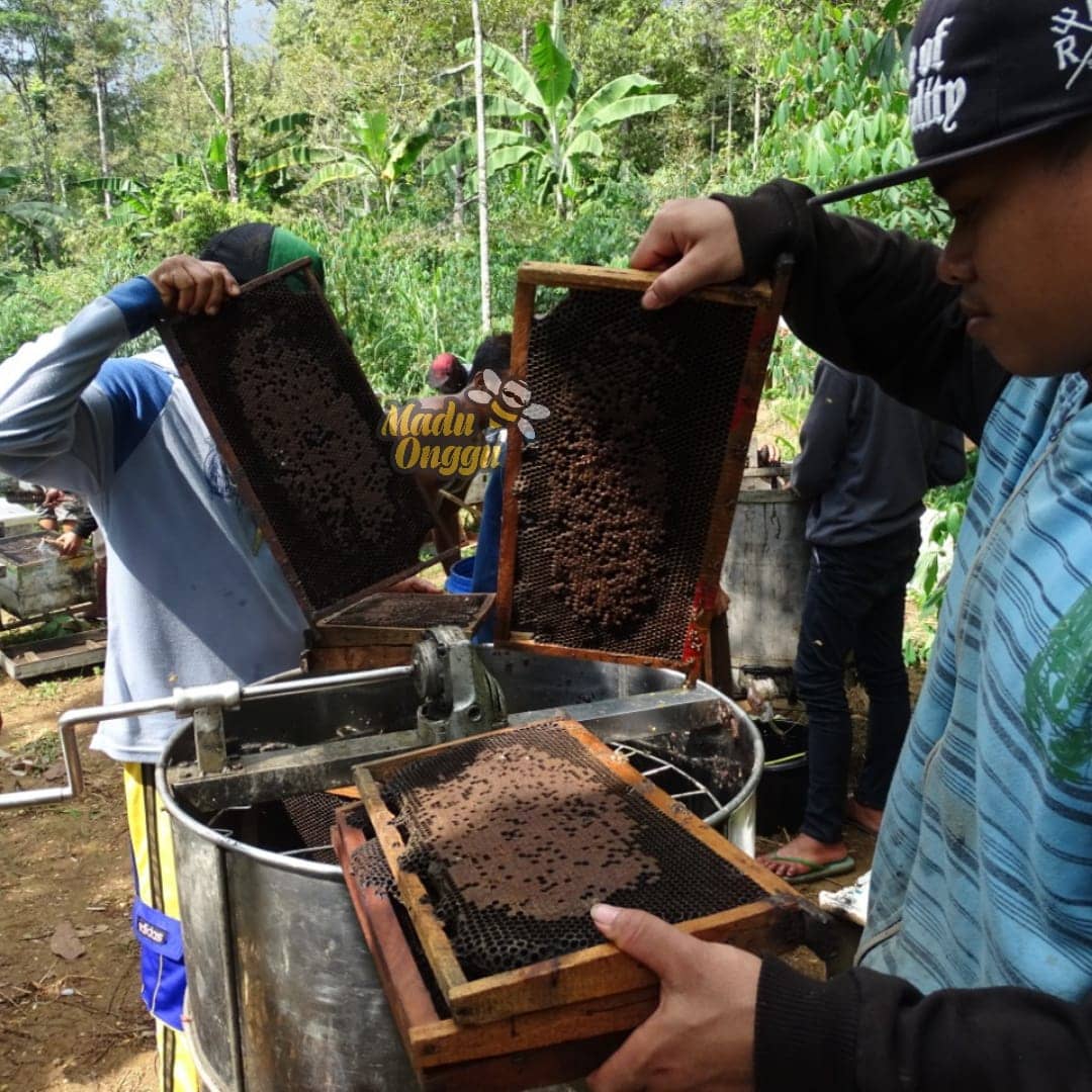 proses pemanenan mellifera di pasuruan