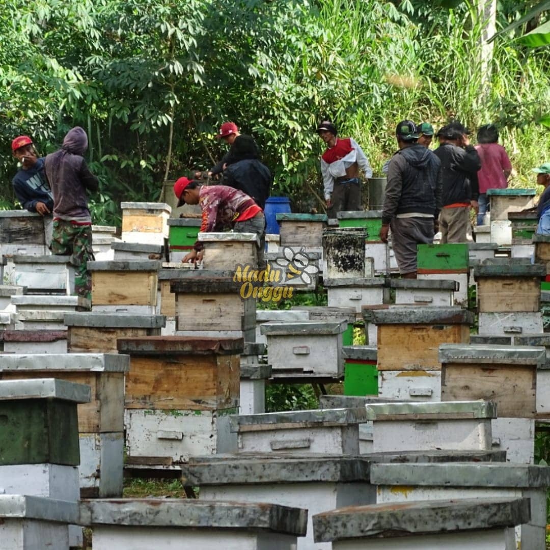 proses pemanenan mellifera raw honey